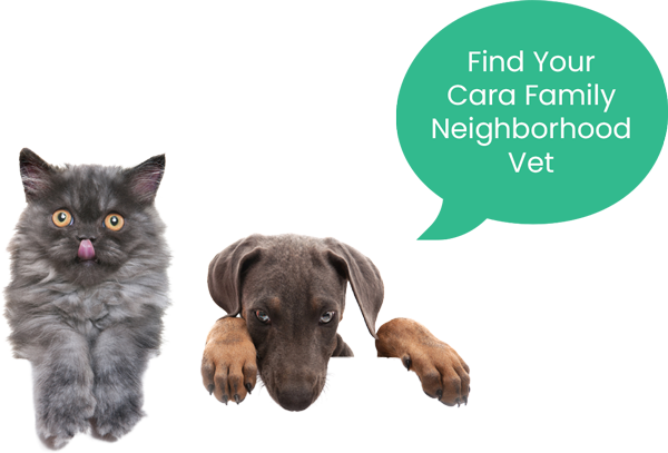 A fluffy gray cat and a brown puppy are positioned side by side. The cat has its tongue out, and the puppy appears curious. Text on the right reads, "Find Your Cara Family Veterinarian" in white on a green background.