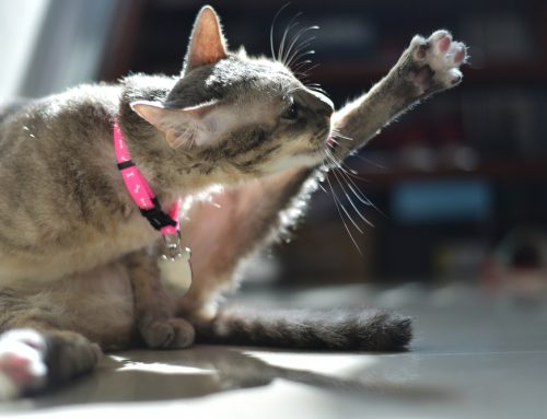 Feline Arthritis—Uncover Your Cat’s Hidden Pain