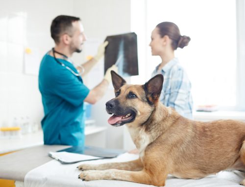 When Minutes Matter: In-House Veterinary Diagnostics