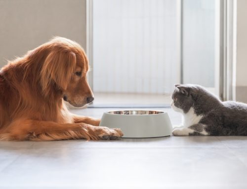 Eat, Drink, and Be Furry? Changes in Your Pet’s Eating and Drinking Habits