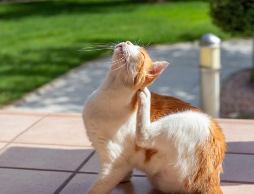 Stop Scratching! 5 Reasons Why Your Pet is Itchy