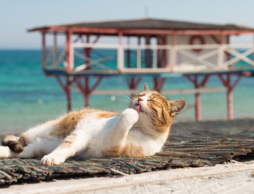5 Summer Pet Emergencies and Tips to Prevent Them