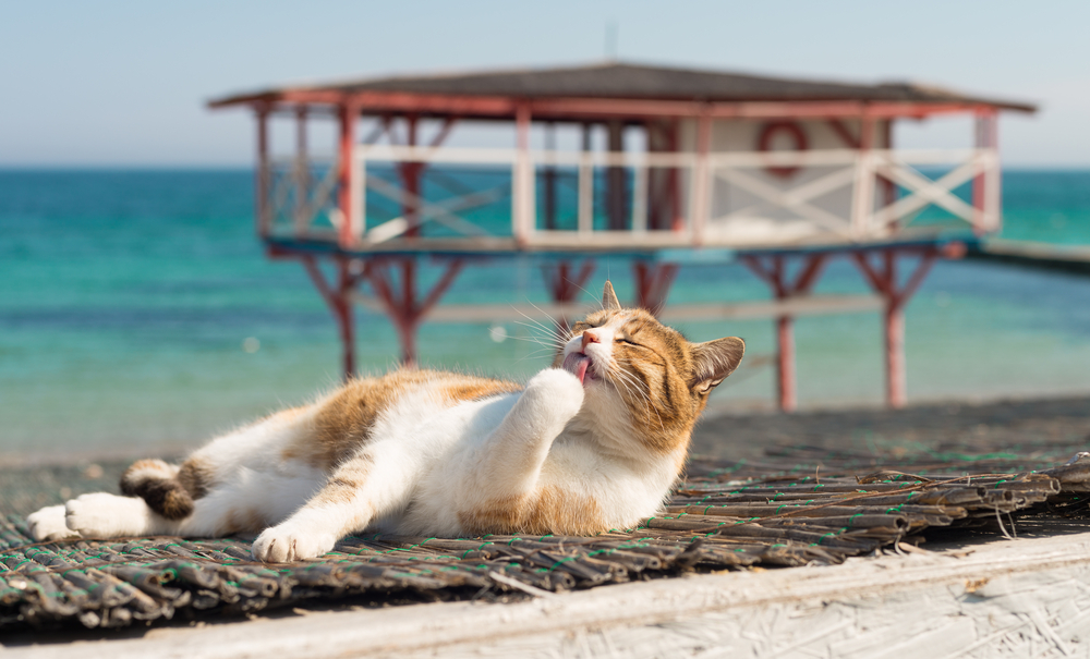 A cat lounges on a sunlit surface, licking its paw contentedly like it's just returned from the vet. In the background, a wooden beach hut on stilts overlooks a turquoise sea under a clear sky.