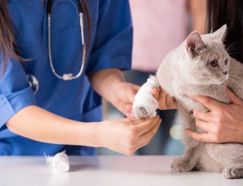 Signs Your Pet Needs Veterinary Care