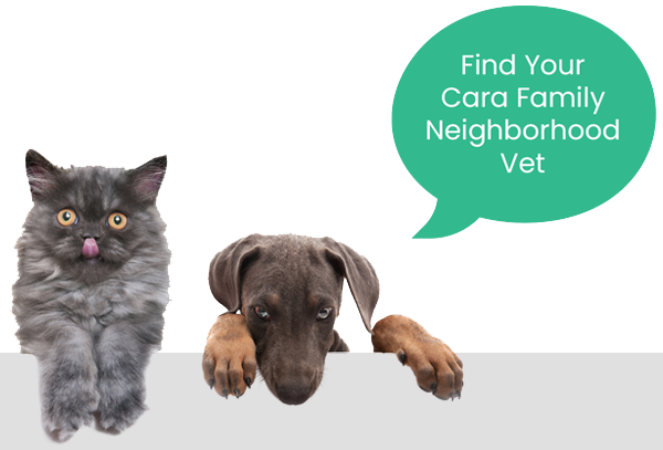 A fluffy gray cat licking its lips sits next to a brown puppy peeking over a ledge. A green speech bubble above them reads, "Find Your Cara Family Neighborhood Vet.