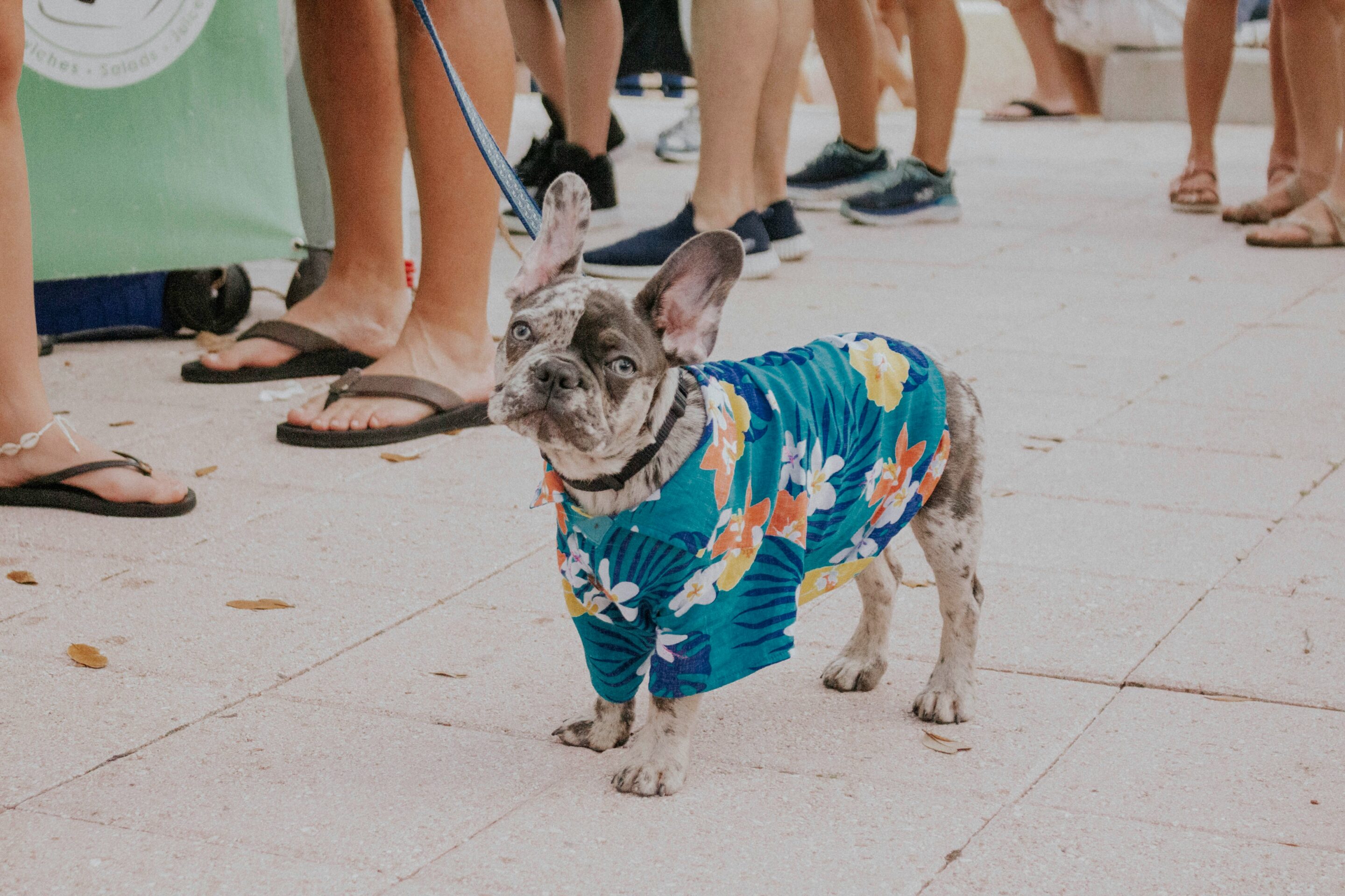 Dog wears a tropical shirt at a summer party.