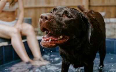 3 July Fourth Dangers for Pets