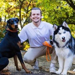 Vet doing a wellness exam on a little dog.